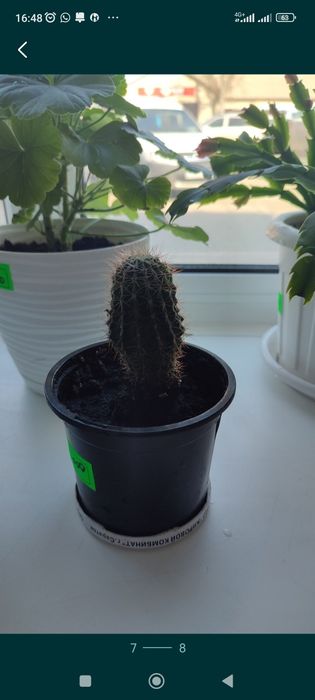 Продам комнатные растения