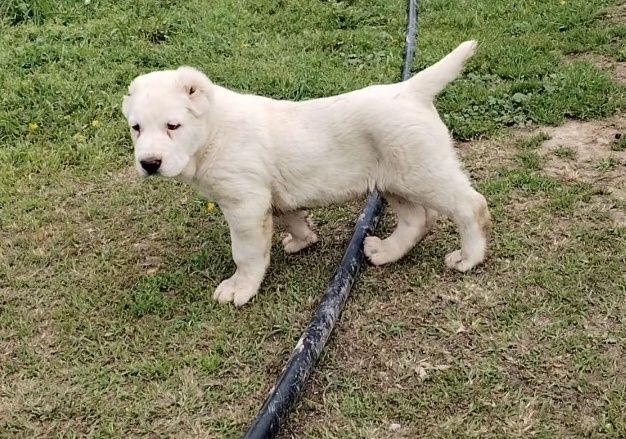 Алабай Тозаларидан еркак