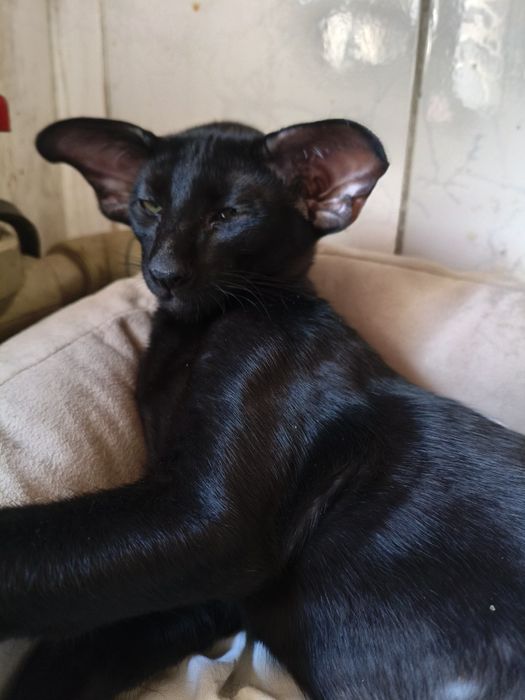 Питомник орсилэнд предлагает резерв ориентальных котят