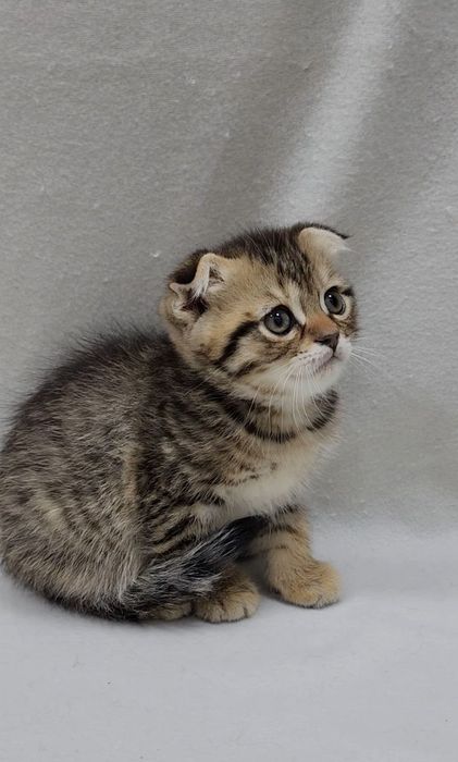 Скотиш фолд мальчик золотая шиншилла