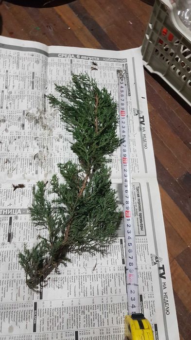 Можжевельника веточки.