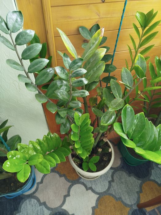 Продам замиакулькас