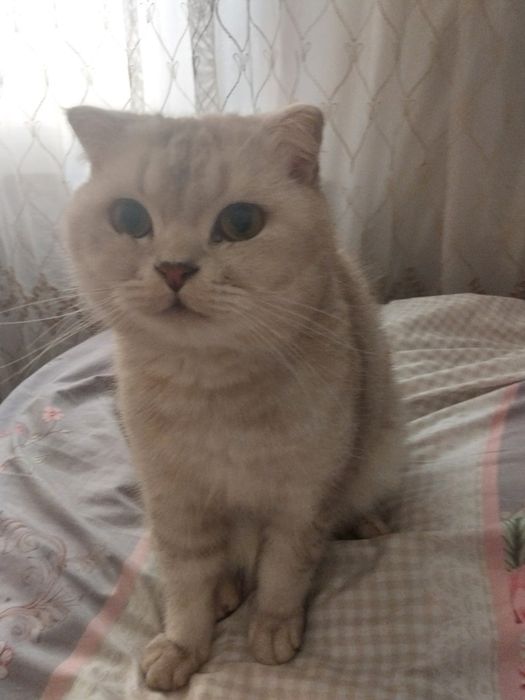 Mushuk sotiladi arzonga