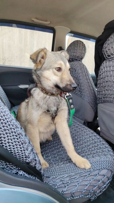 Здоровые  собачата ждут своих хозяев