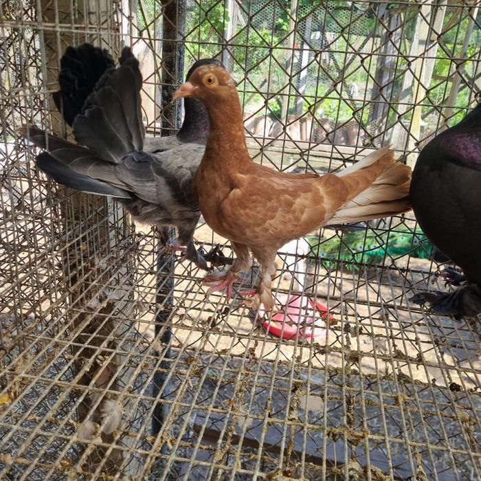Pui de porumbel de casă