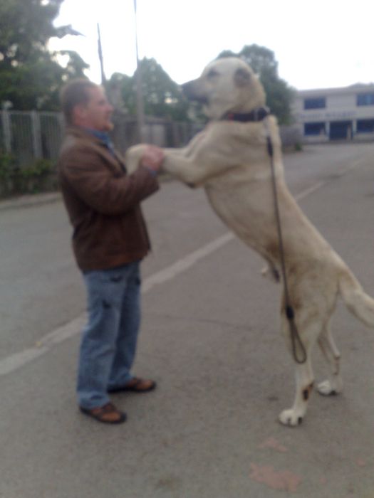 Кученца Кангал с Доставка