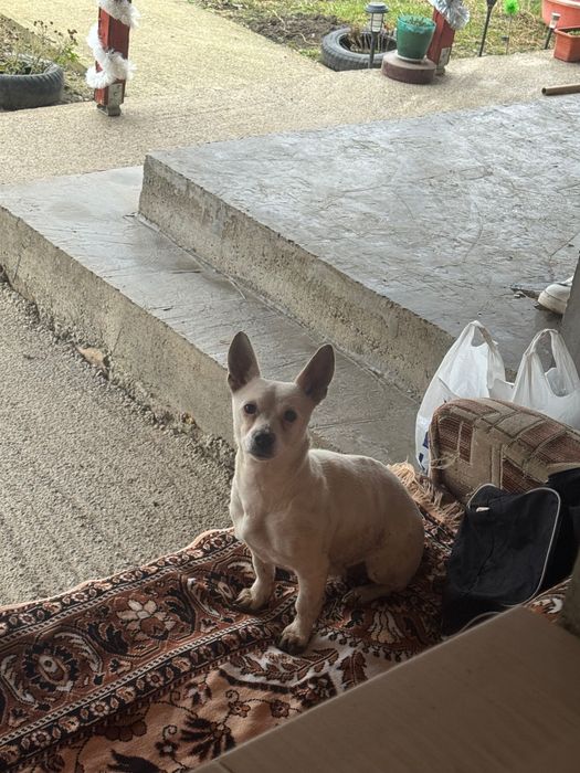 Donez cățelușă talie mică