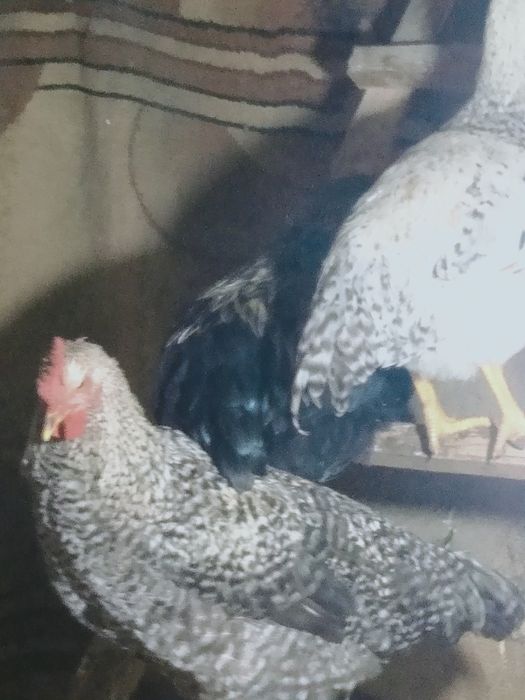 Продам срочно петухов и курочек .  .