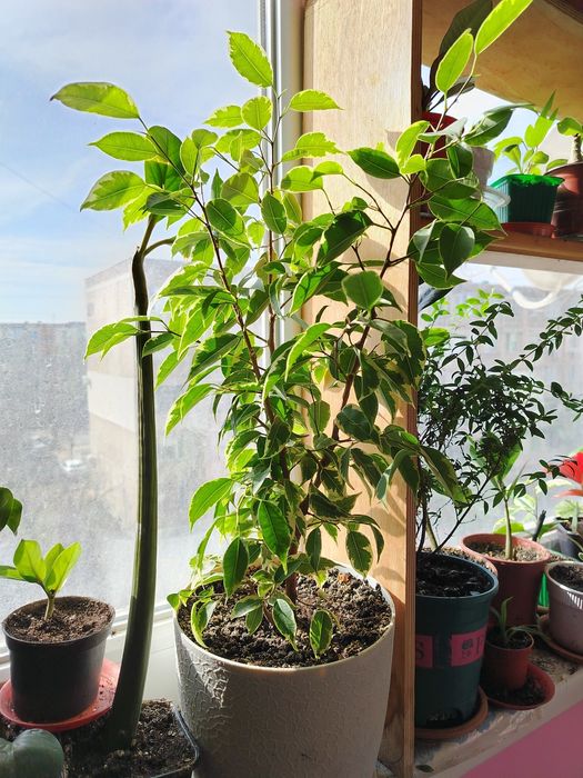 Продаются комнатные цветы