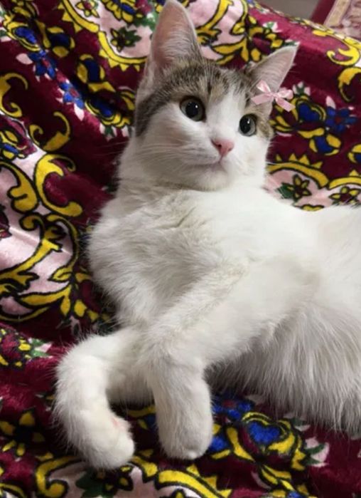 Отдаю домашнюю кошку даром