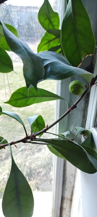 Фикус королевский дерево  продаю