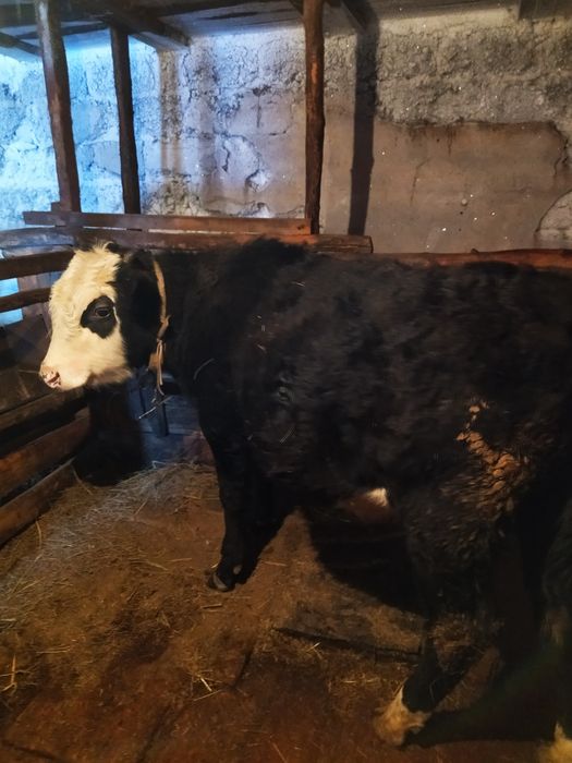 Продам бычков с откорма !