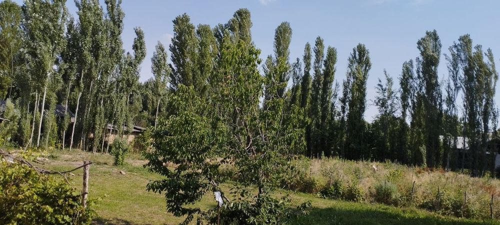Юкори Чирчик район  Курсай махаллаучастка 20сотих