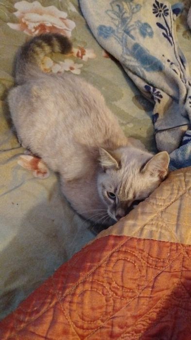 Отдам котят в хорошие руки
