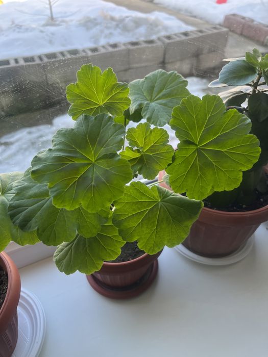 Срочно продам цветы