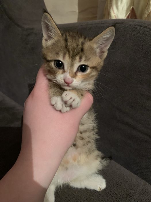 Отдам котят в добрые руки