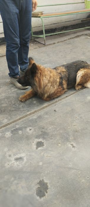 Продам немецкую овчарку