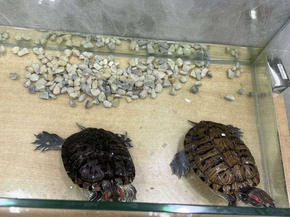 Аквариум с черепахами