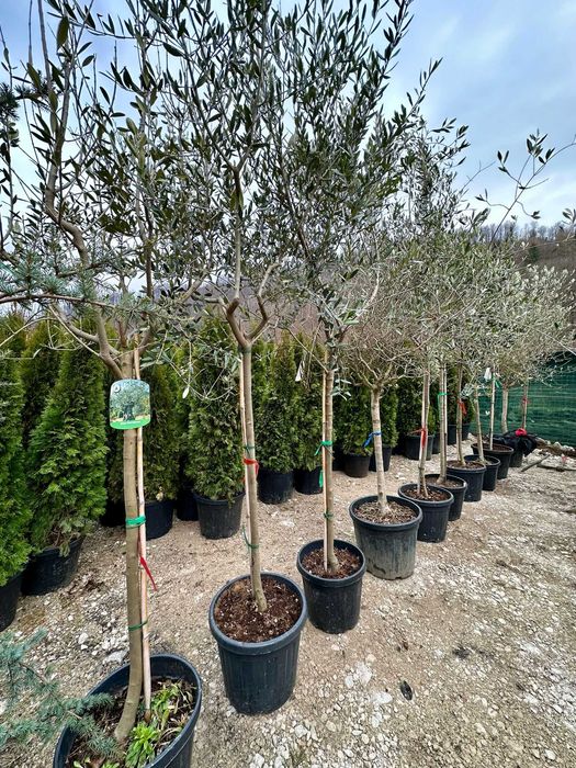 Plante Verzi de Pepinieră – Echipa Noastră Asigură Montajul