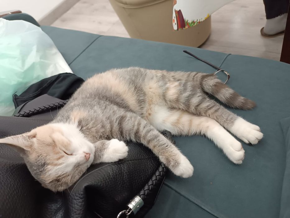 Отдам в добрые руки