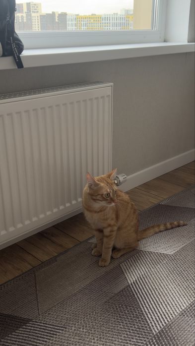 отдам кота в добрые руки