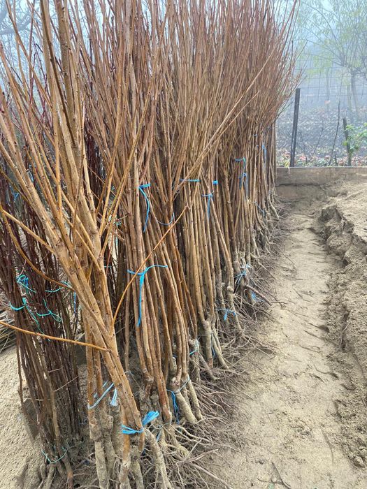 Pomi fructiferi de anul 3