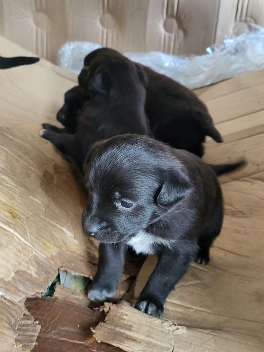 Отдам в добрые руки