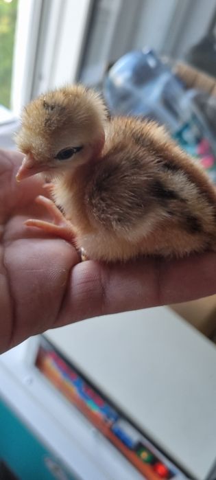 Pui de gaina diverse rase