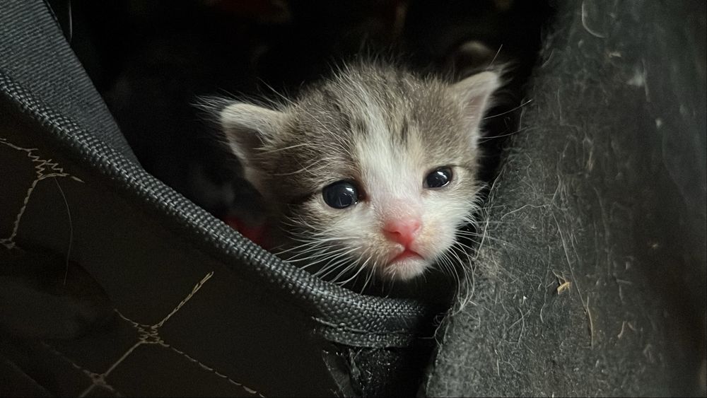 Отдам котят в хорошие руки