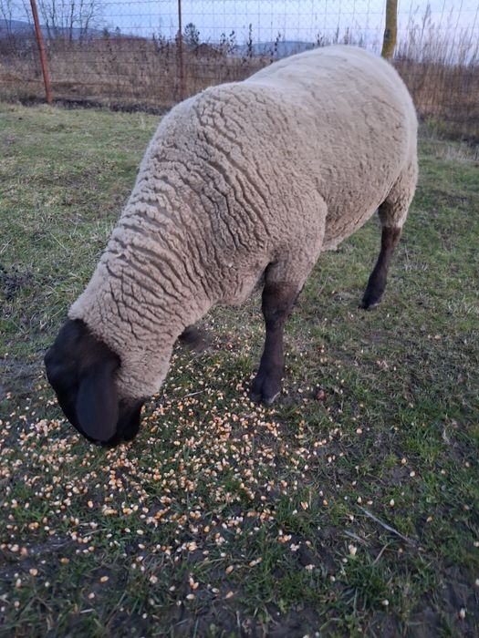 Vând berbeci rasa Suffolk German