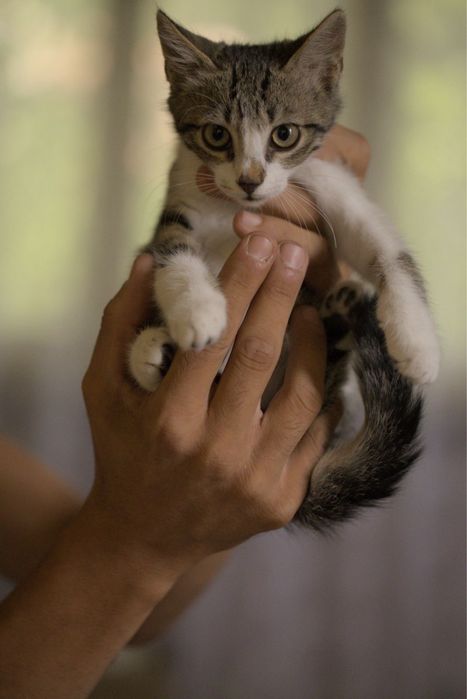 Подарявам малки котета