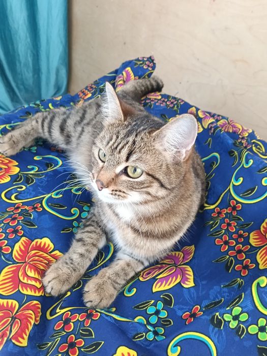 Отдам Кошка  9айлық