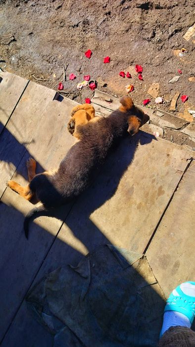 Щенок .Осталась девочка