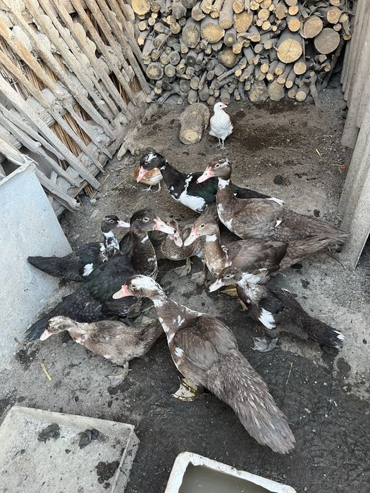 Продам уток 2-х месячных