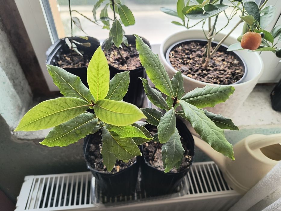 Dafin comestibil Laurus Nobilis 25 cm, în ghiveci, plantă aromată