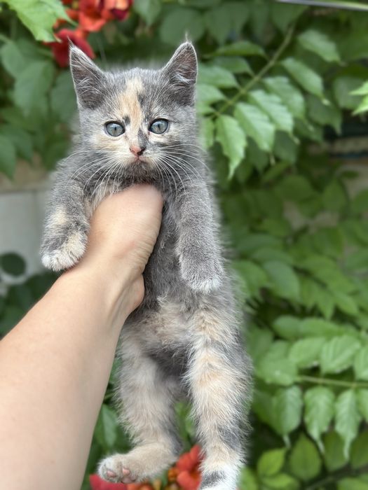 Ищу добрые руки для маленькой кошечки