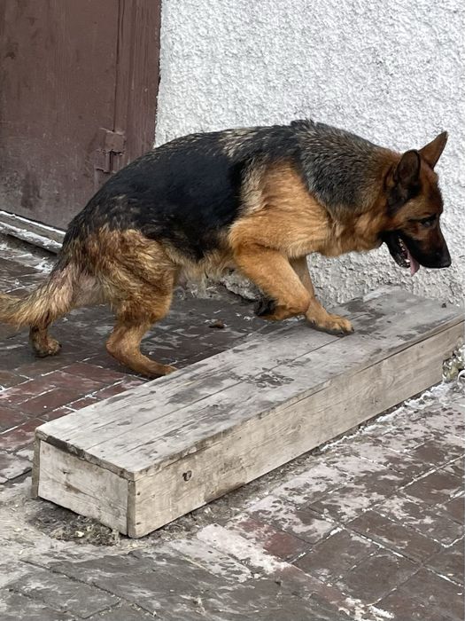 Щенки немецкой овчарки