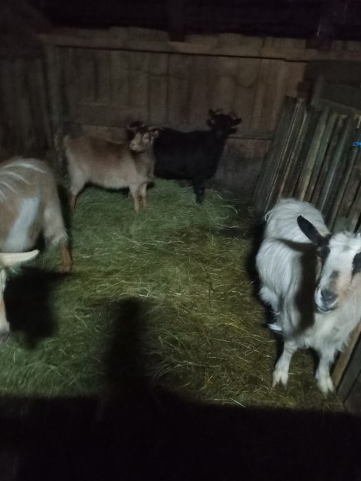 Vand 4 capre gestante