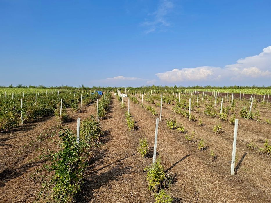 Plantație de zmeură, mure și aluni
