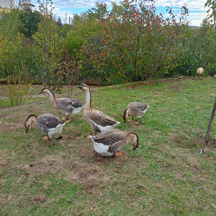 Gâscani leșești,1 de 2023 și unul 2025