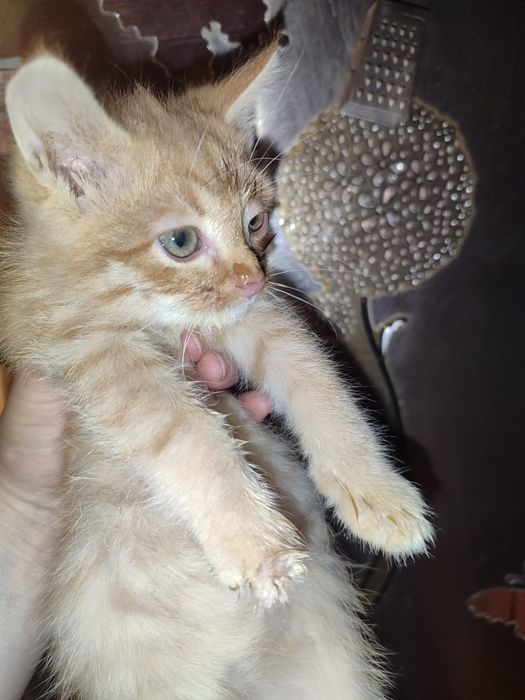 Отдам котят в добрые руки