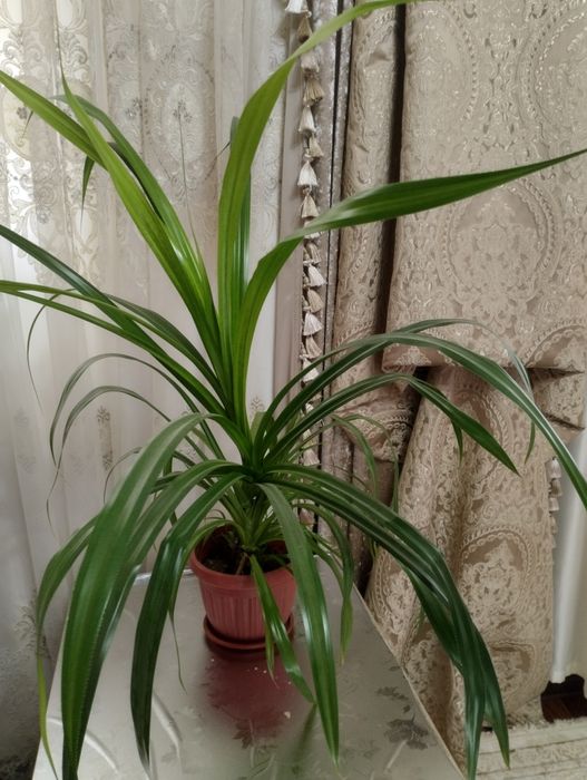 Ofis va uy uchun gullar