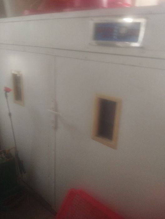 Inkubaroriya tovuq tuxumidan moslashgan