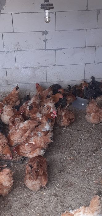 Cocoși de vânzare Găini porumbace, Pui rasa mixta. Ofertă