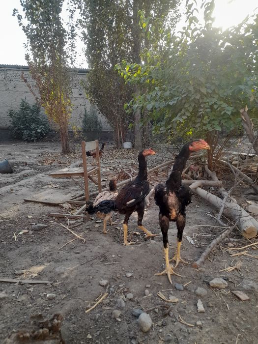 Chekmagush qishlogida seks video