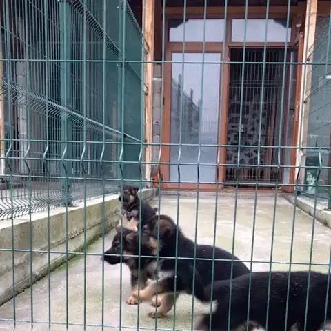 Родословни Немски Овчарки