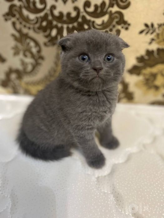 Продаются котята скоттиш страйт