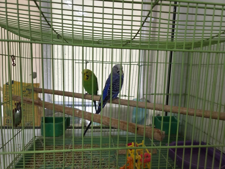 Продаю волнистых попугаев, не прирученные