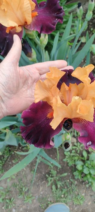 Цветы ирисы крупные