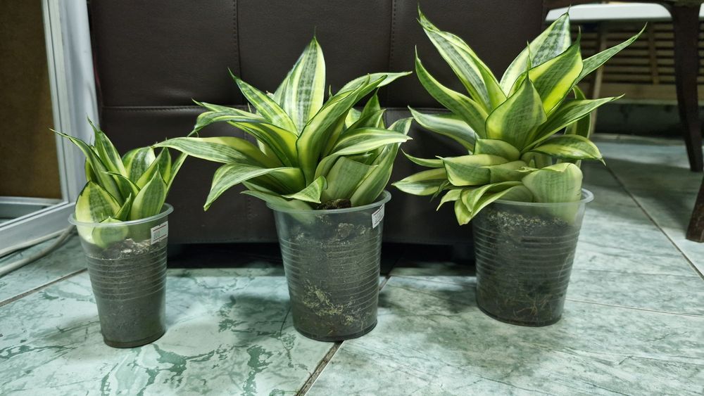 Продам Сансевиерии голден  хани